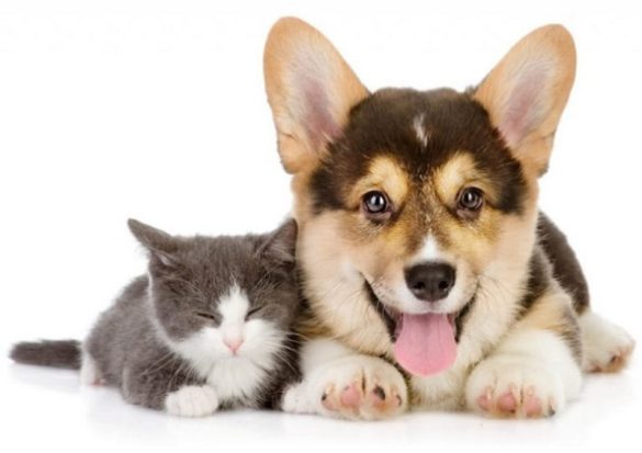 Benny Pet Shop – Cửa hàng thú cưng Hải Dương nổi tiếng
