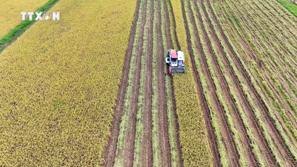 Mô Hình Sản Xuất Lúa Séng Cù Hữu Cơ Tại Hải Dương: Thành Công Bước Đầu 9 Mô Hình Sản Xuất Lúa Séng Cù Hữu Cơ Tại Hải Dương: Thành Công Bước Đầu