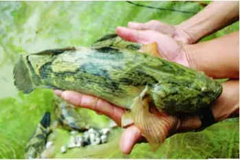 Nông Dân Tiên Lãng Thành Công Với Nuôi Cá Bống Tượng - Đặc Sản Miền Nam 9 Nông Dân Tiên Lãng Thành Công Với Nuôi Cá Bống Tượng - Đặc Sản Miền Nam