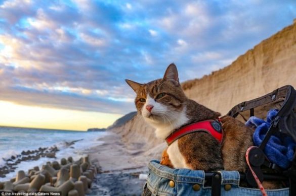 Vận chuyển chó mèo từ Sài Gòn về Hải Dương