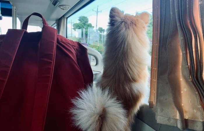 Vận chuyển chó mèo từ Sài Gòn về Hải Dương